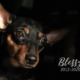 blessy (1)